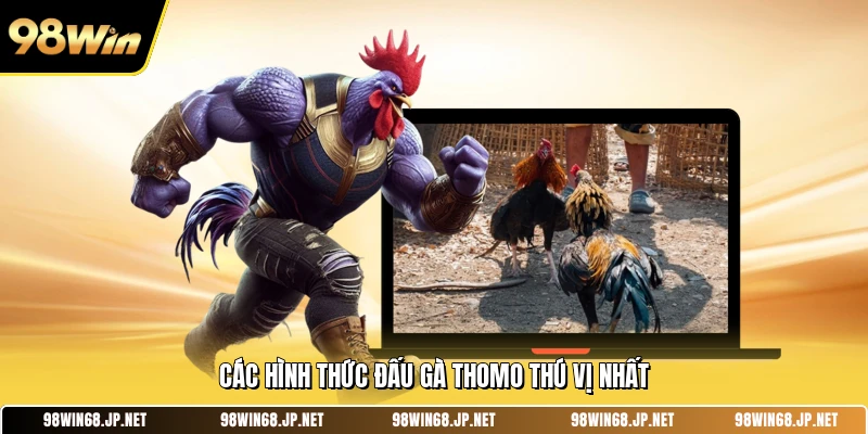 Các hình thức đấu gà Thomo thú vị nhất